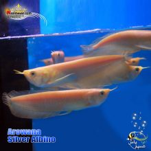 ماهی آروانا سیلور آلبینو