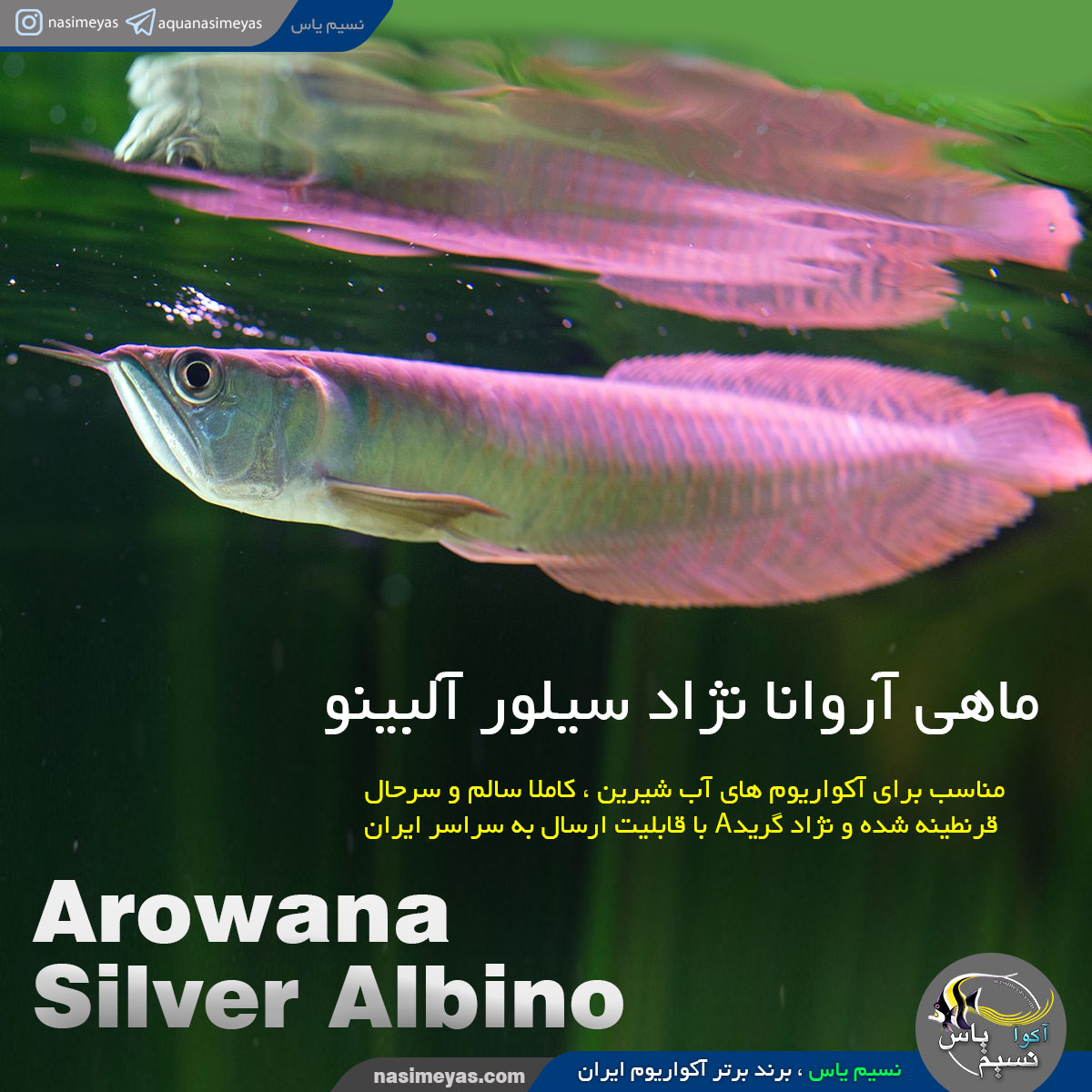 ماهی آروانا سیلور آلبینو