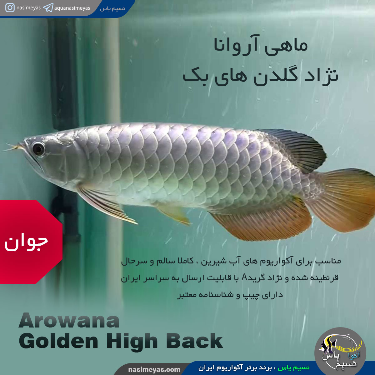 ماهی آروانا گلدن های بک شناسنامه دار golden high back