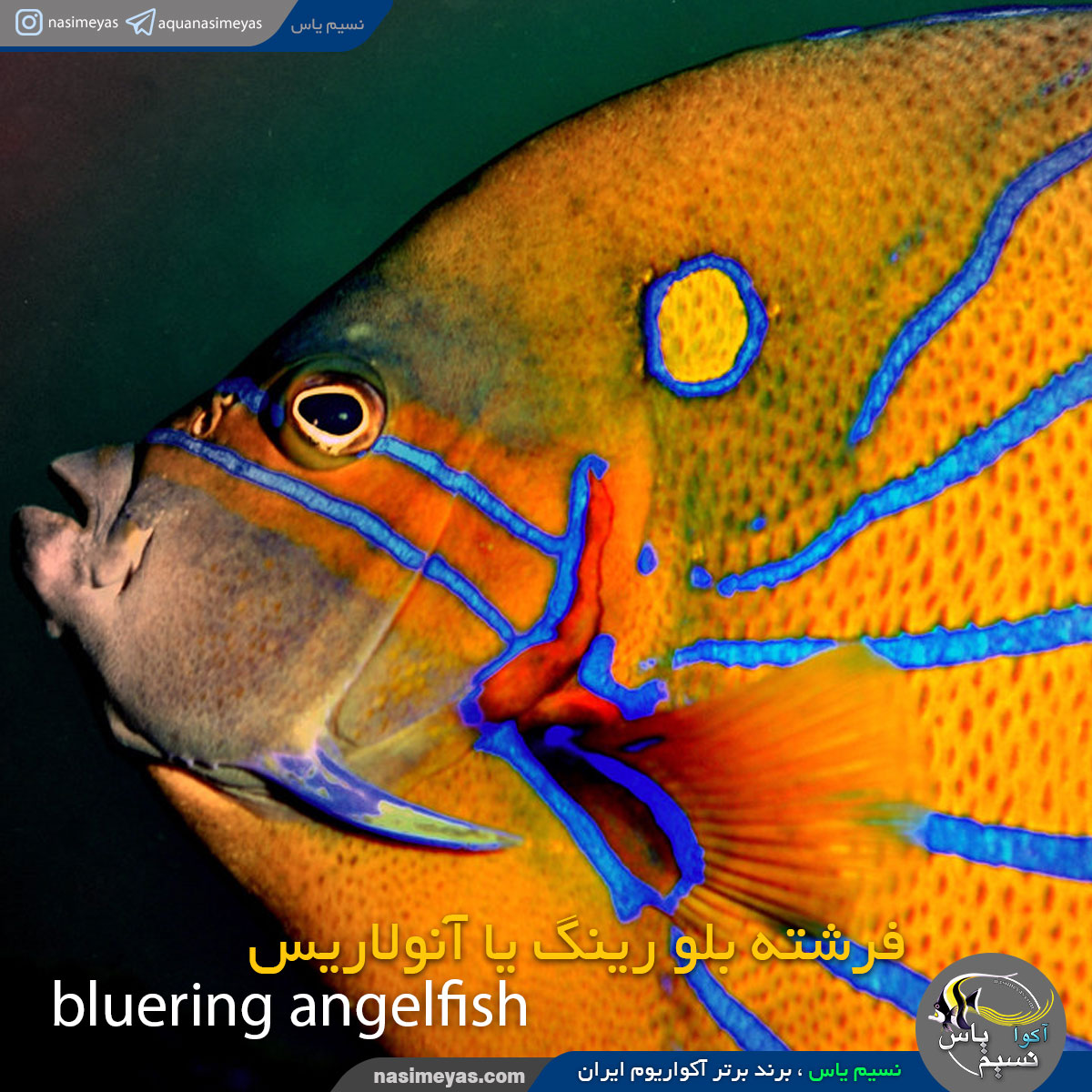 ماهی فرشته بلو رینگ یا آنولاریس بالغ
