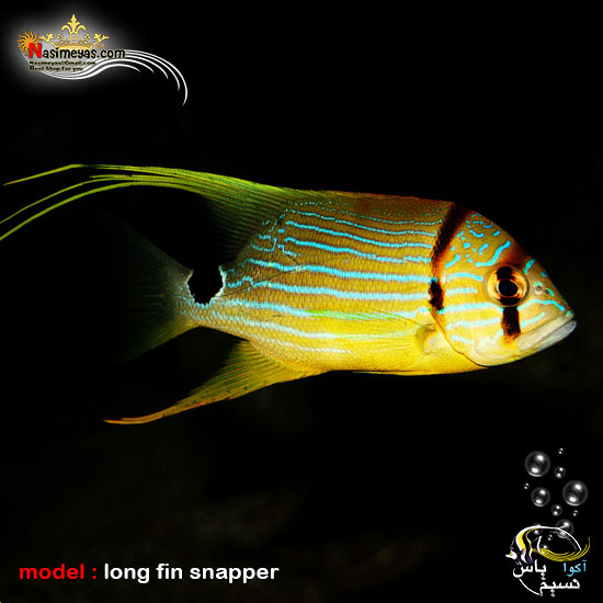 long fin snapper ,ماهی اسنپر باله بلند