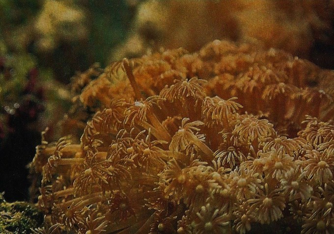 یک Goniopora که یک آمینو اسید را در آزمایشات تغذیه مرجان مصرف کرده است
