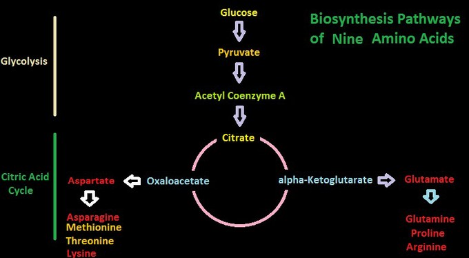دو مسیر بیوسنتز برای ۹ آمینو اسید