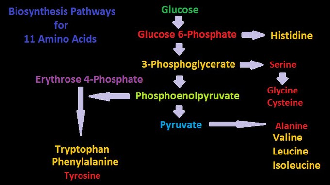 مسیر های تولید ۱۱ آمینو اسید