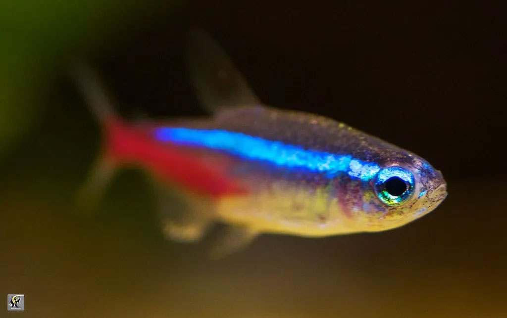 نئون تترا یک ماهی محبوب در آکواریوم طبیعت
