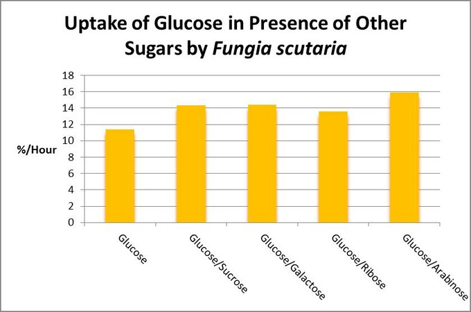 جذب قند توسط Fungia که نسبتا برای گلوکز خاص است