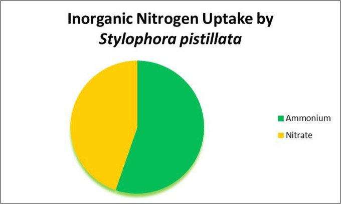 آمونیوم یک منبع ترجیح داده شده برای نیتروژن