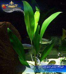 گیاه آنوبیاس افضلی پلنت