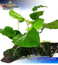 گیاه آنوبیاس بارتری پلنت