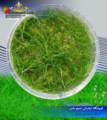 گیاه الوئوکاریس چمنی کف پوش پلنت