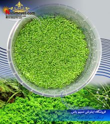 گیاه همیانتوس کوبایی – اشک بچه پلنت کد 616
