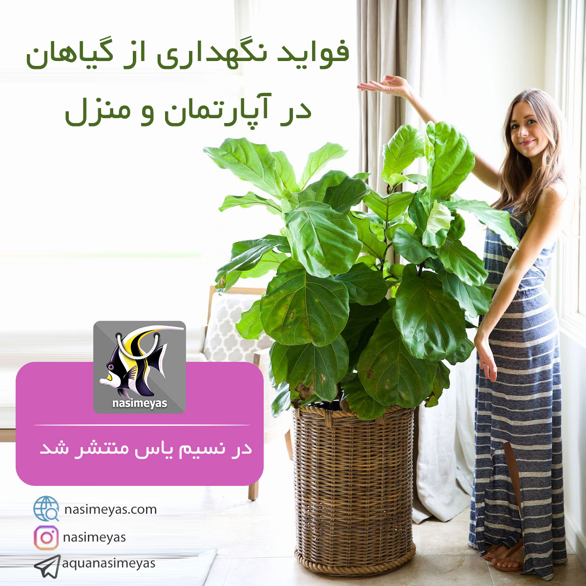 مراقبت از گیاهان هوشمند و نکات آسان نگهداری