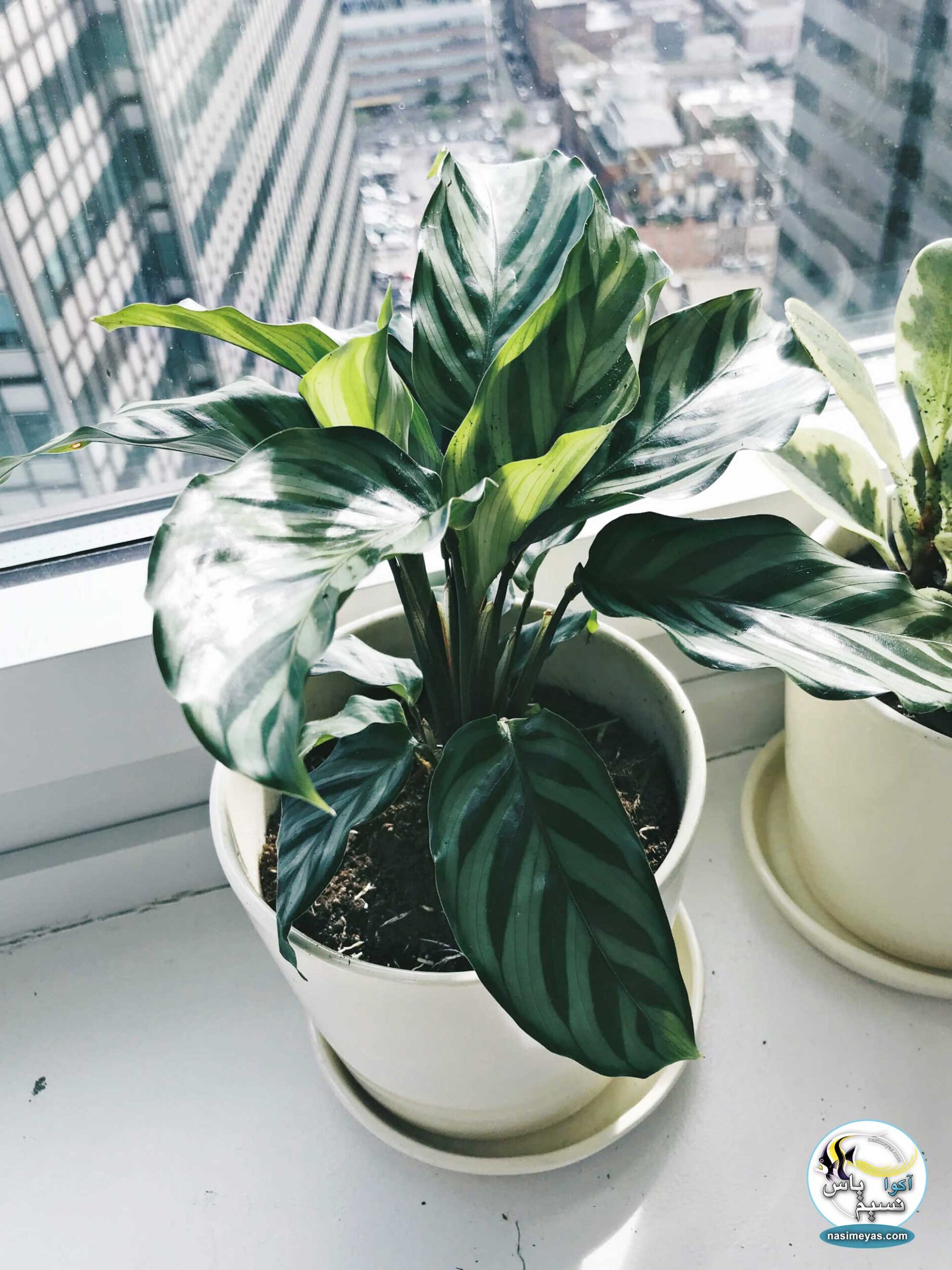گیاه کالاته CALATHEA FREDDIE- فواید نگهداری از گیاهان در آپارتمان و منزل