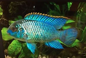 ماهی بلو آکارا (Blue Acara)