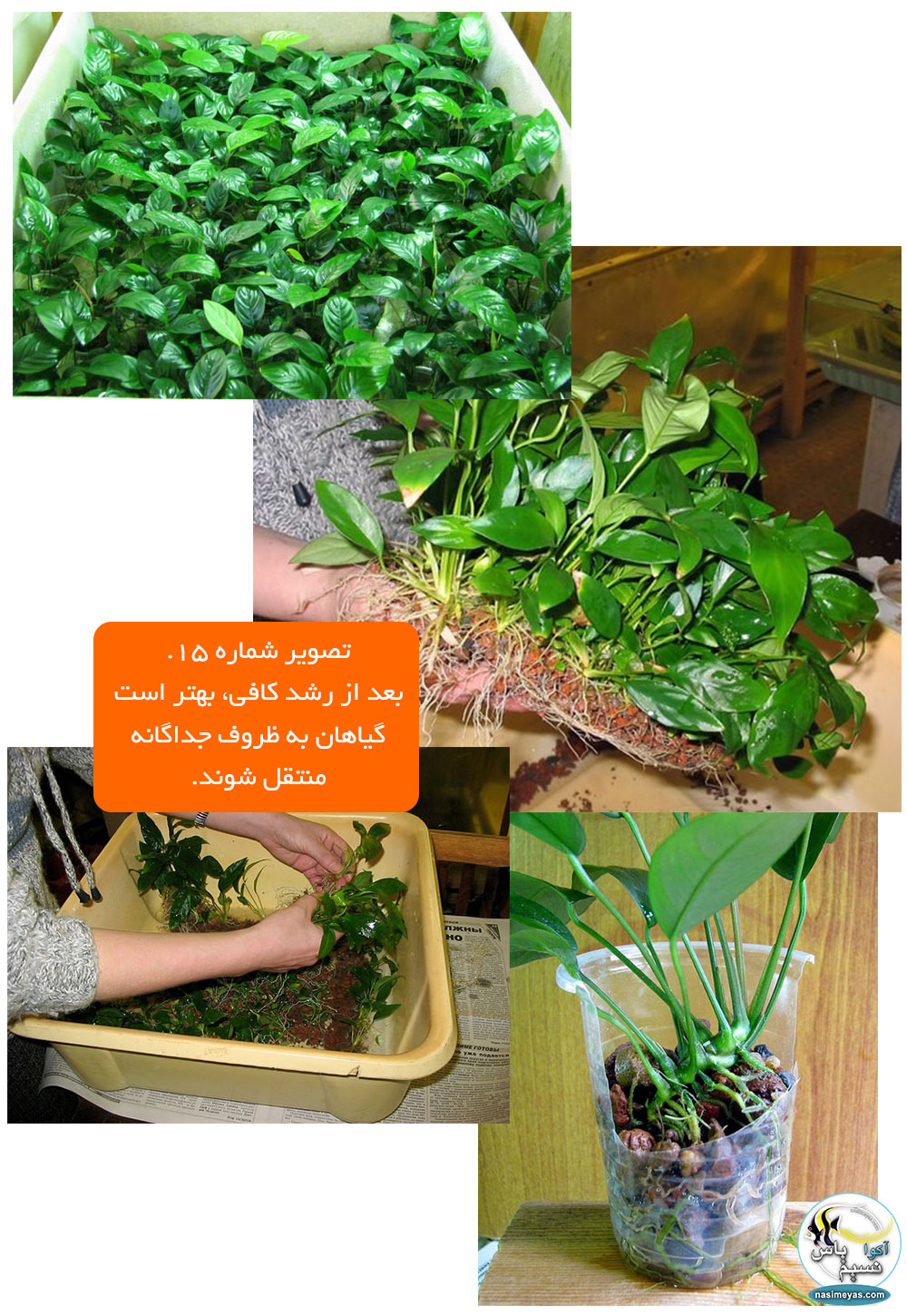 بعد از رشد کافی، بهتر است گیاهان به ظروف جداگانه منتقل شوند.