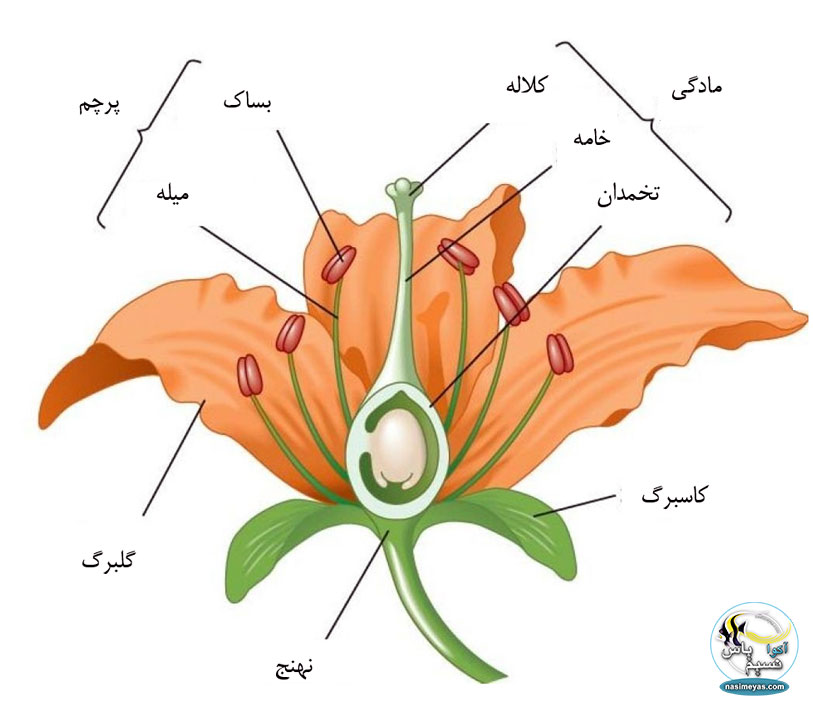 ساختار گل