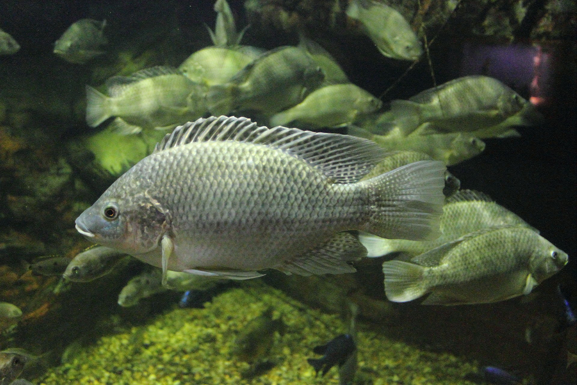 ماهی Tilapia zilli