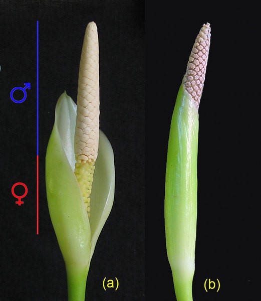 مطابق تصویر، بخش پایینی پایه گل ماده است در حالی که بخش بالایی نر است.