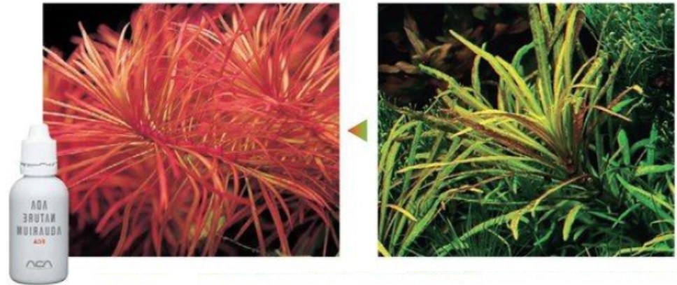 زمانی که میزان آهن کافی است زمانی که میزان آهن کافی باشد، نور زیاد و سطح نیتروژن نیز مناسب باشد ،گیاه Eusteralis stellata قرمز می شود..