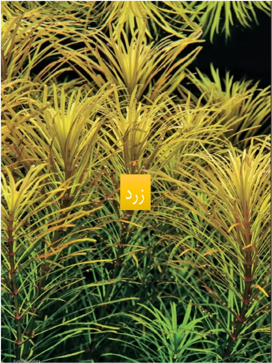 رنگ زرد در آکواریوم طبیعی