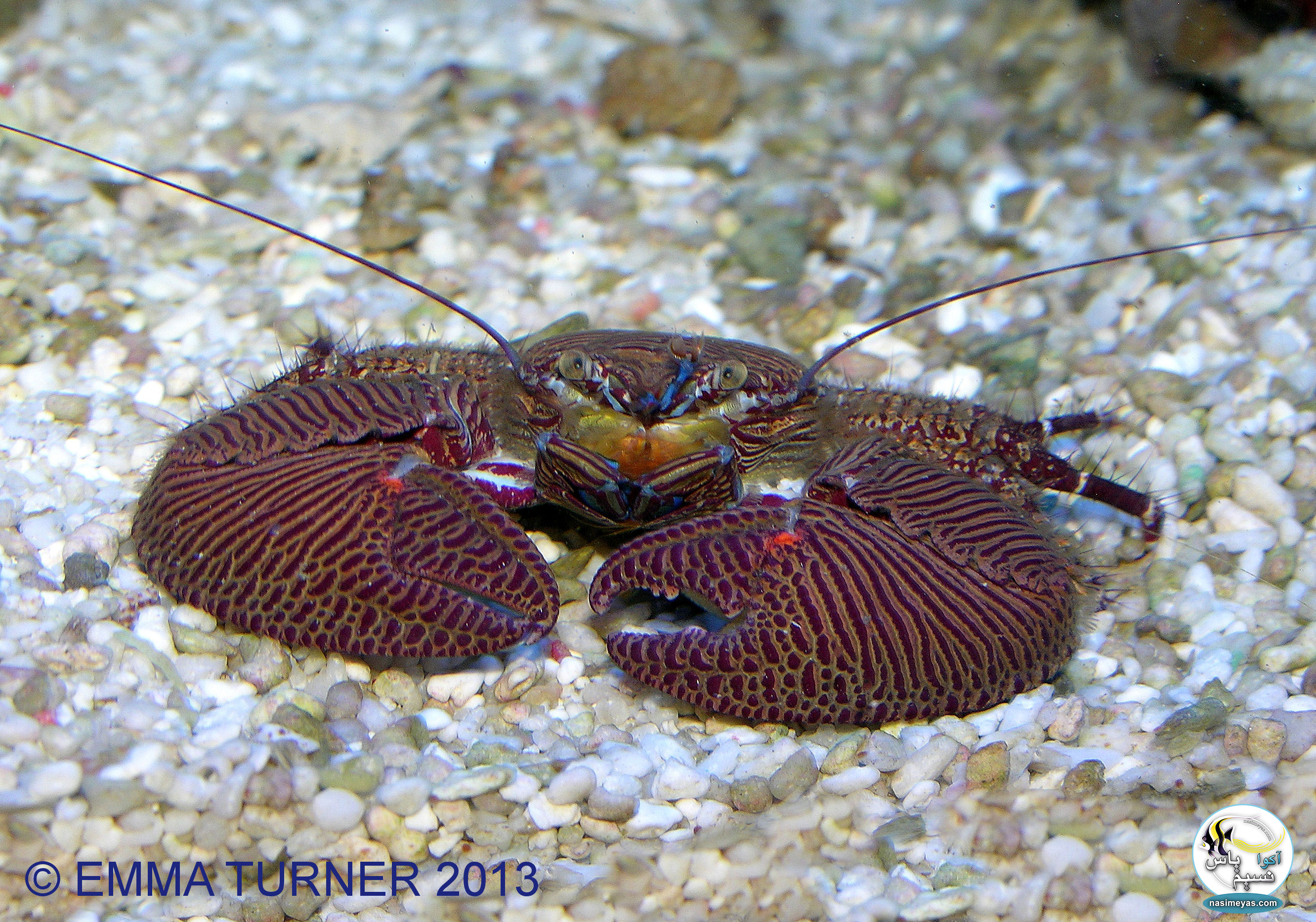 نمونه ای از خرچنگ چینی(porcelain crabs )