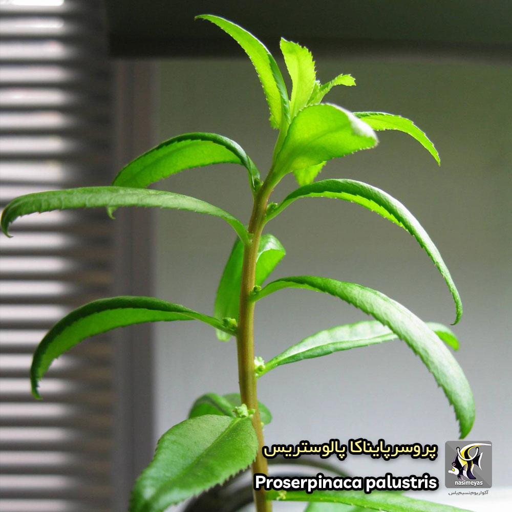 گیاه پروسرپایناکا پالوستریس آکواریوم گیاهی کد 673