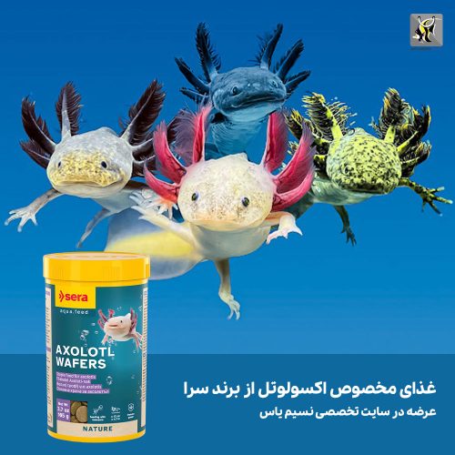 غذای ویفری اکسولوتل برند سرا