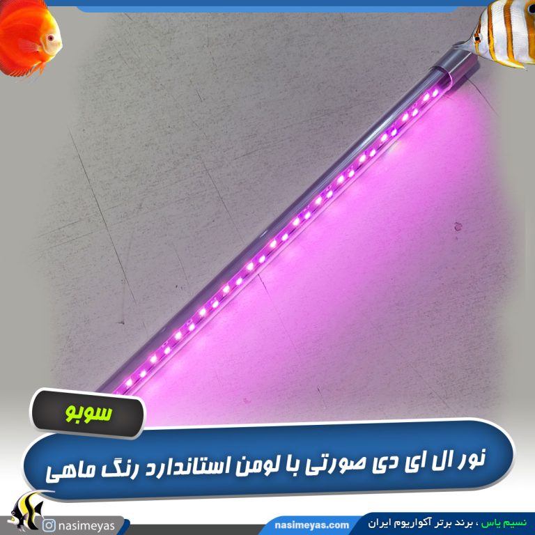 نور آروانا