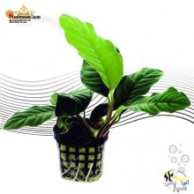 گیاه آنوبیاس کافه فولیا