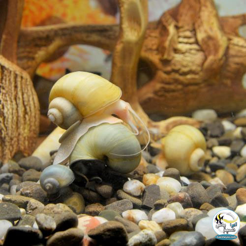 • حلزون های مرموز (Mystery Snails )