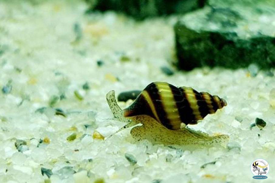 حلزون های قاتل یا آدمکش ( Assassin Snails )