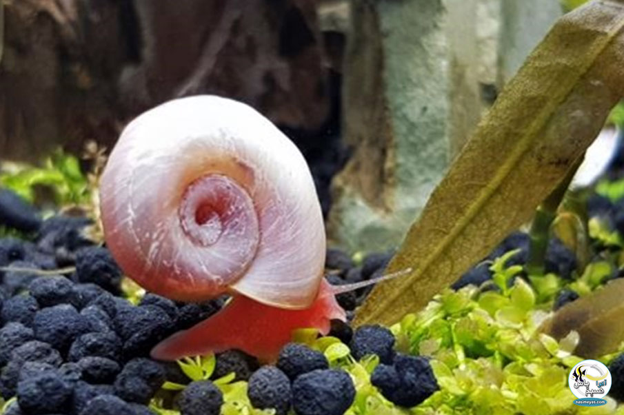 • حلزون های شاخ قوچی ( Ramshorn Snails ) 