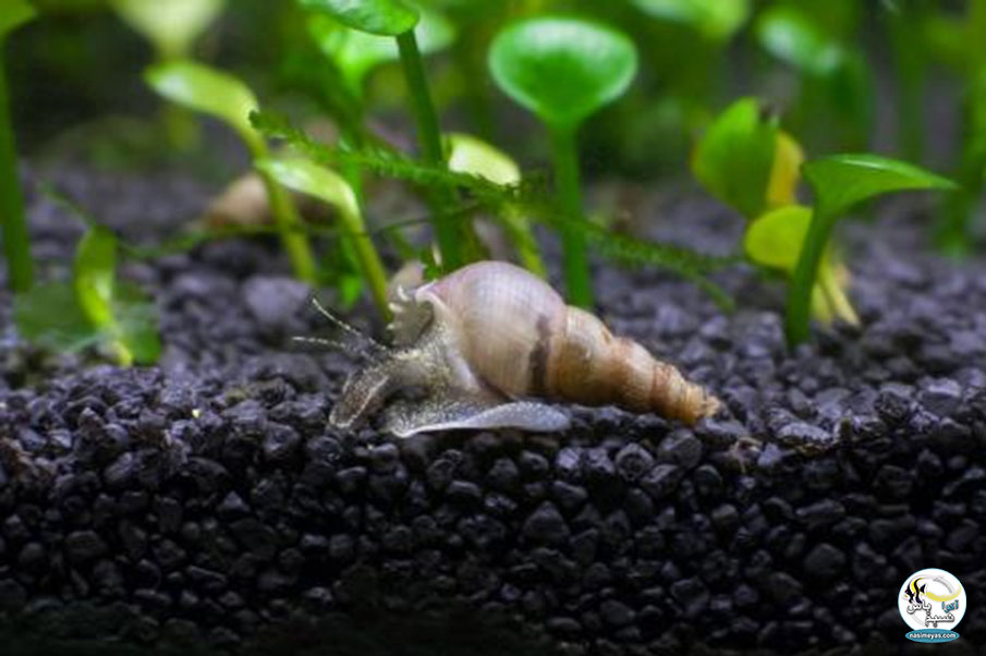 • حلزون های شاخ قوچی ( Ramshorn Snails ) 