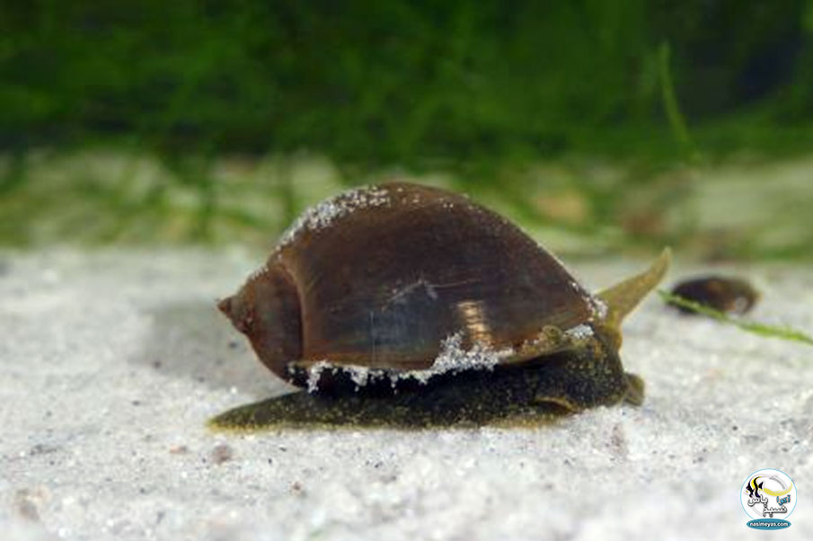 حلزون های برکه ( Pond Snails )