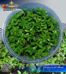 گیاه باکوپا استرالیایی پلنت کد 631