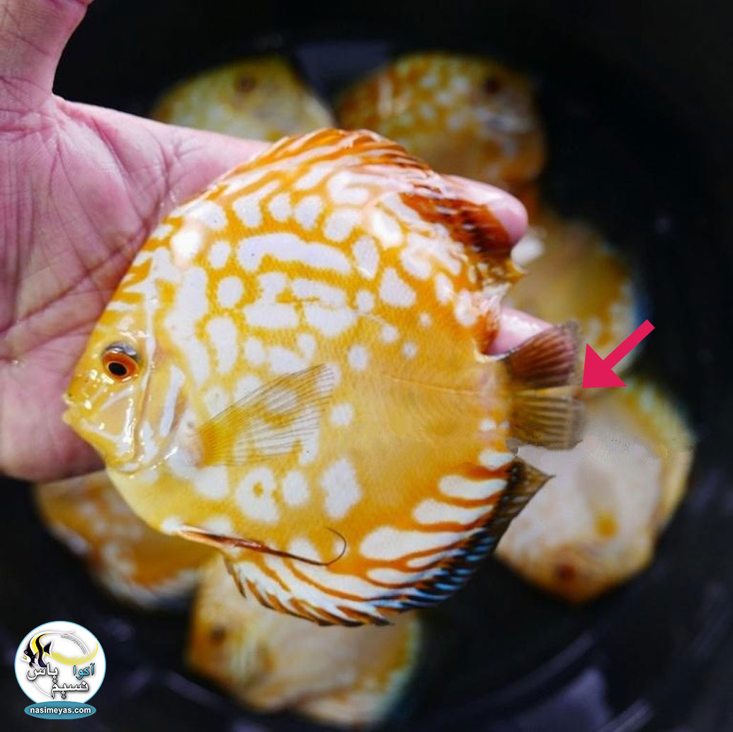 10 نکته طلایی در خرید شاه ماهی آب شیرین ، دیسکس