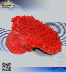 دکور مرجان مصنوعی کد 119 کورال کالکشن