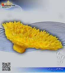 دکور مرجان مصنوعی کد 111 کورال کالکشن