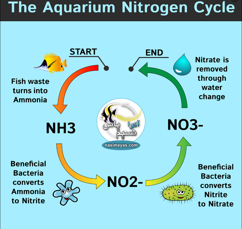 3. فیلتراسیون بیولوژیکی و چرخه نیتروژن  - انواع فیلتر های آکواریوم