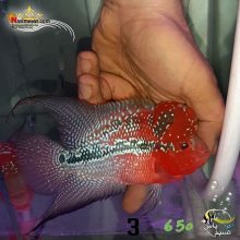 ماهی فلاور هورن درجه یک کد ۳