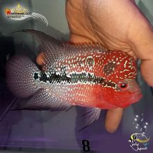 ماهی فلاور هورن درجه یک کد ۸