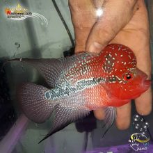 ماهی فلاور هورن درجه یک کد ۱۰