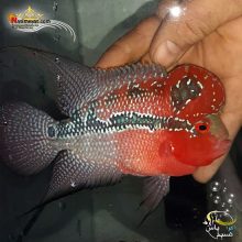 ماهی فلاور هورن درجه یک کد ۱۲