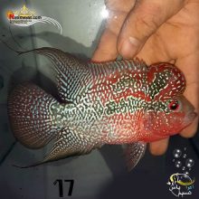 ماهی فلاور هورن درجه یک کد ۱۷