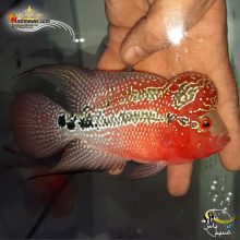 ماهی فلاور هورن درجه یک کد ۲۳