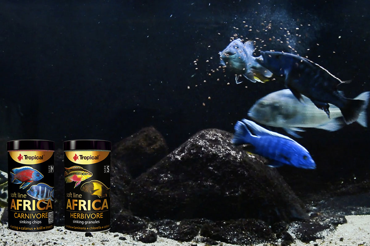 اسپیرولینا - جلبک فوق العاده برای ماهی های آکواریومی