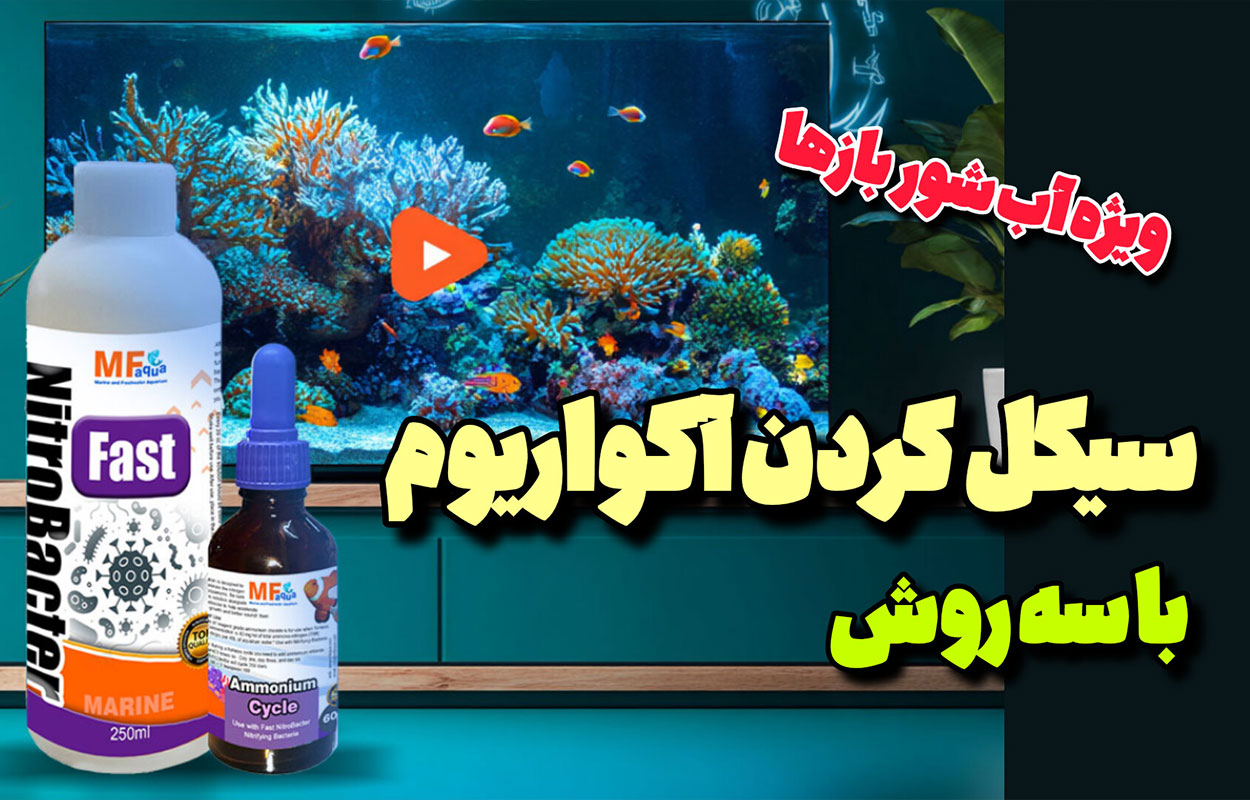 سیکل کردن آکواریوم‌های آب شور
