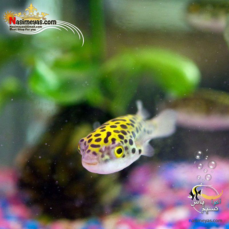 green-spotted-puffer