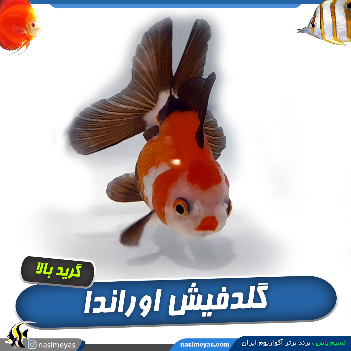ماهی گلدفیش اوراندا عروسکی
