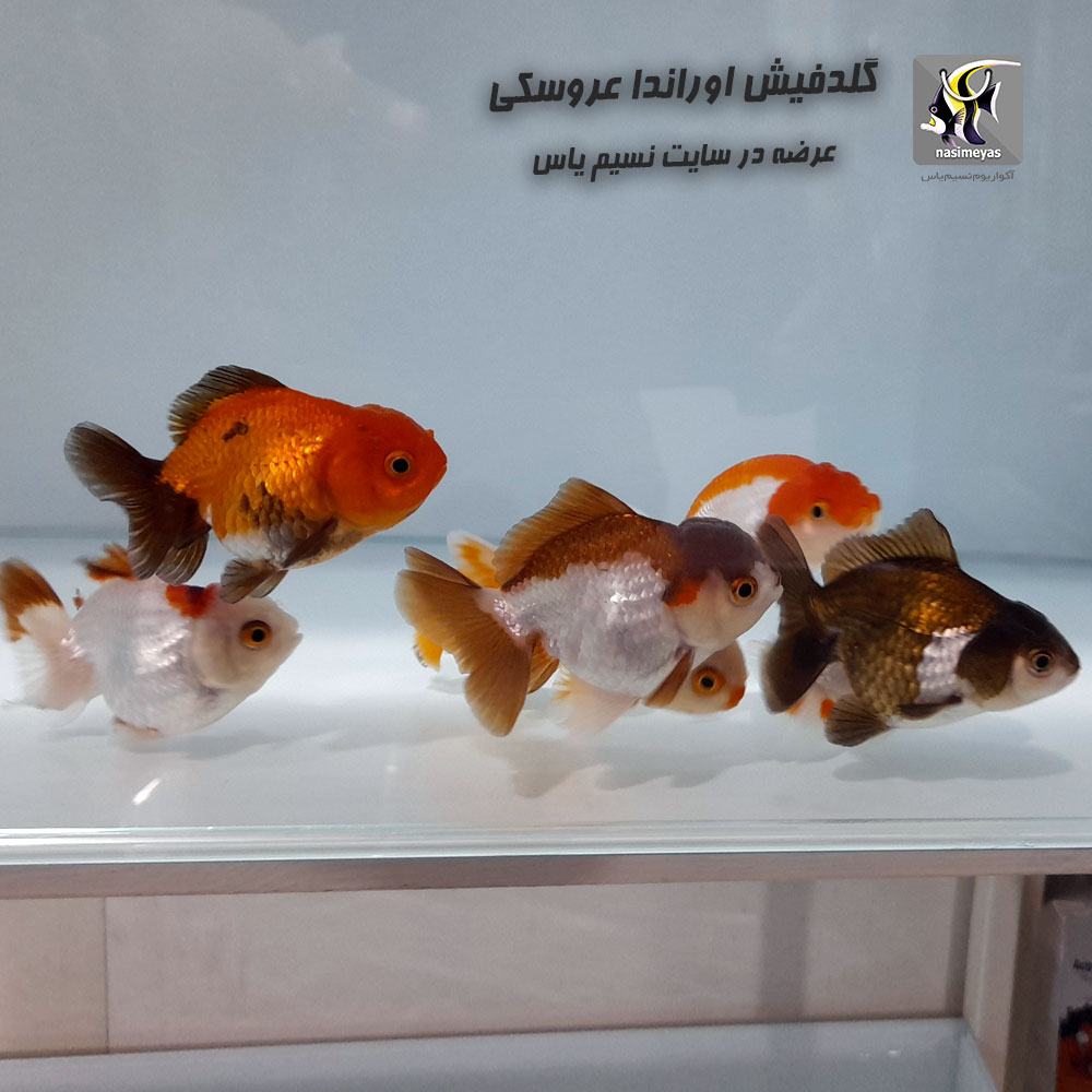 انواع ماهی گلدفیش اوراندا عروسکی